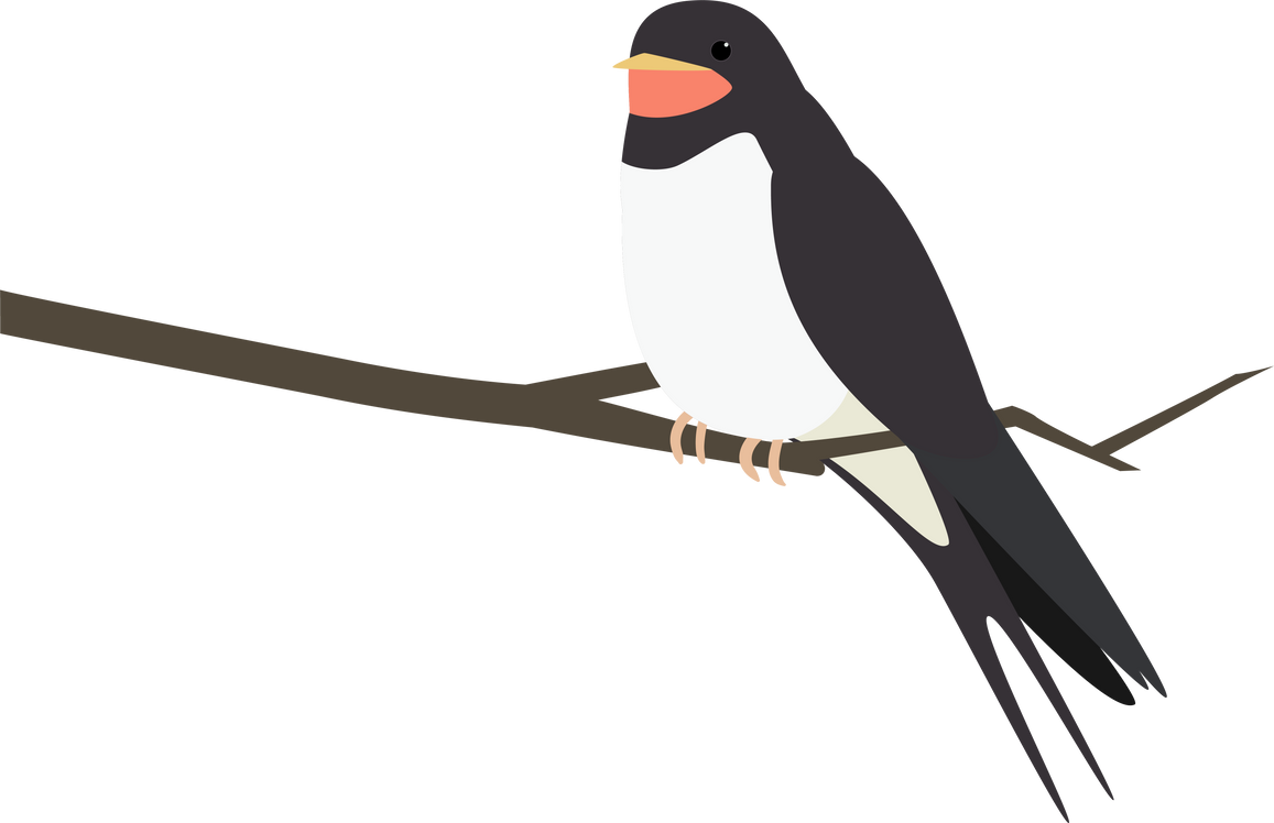 A Barn Swallow on the  Branch